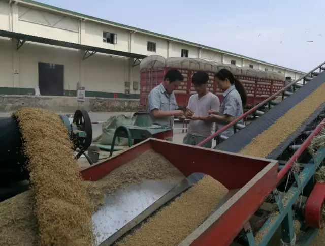 激活市場活力，促進優質優價 糧食收儲市場化改革的戰略意義與實踐路徑